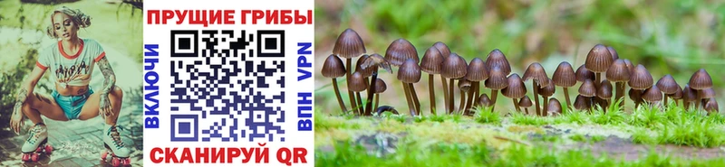 купить закладку  Тавда  Псилоцибиновые грибы Magic Shrooms 